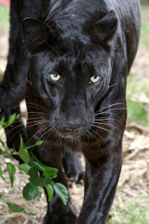 Jamanji at Big Cat Rescue is used as reference for the sculpting of a college mascot
